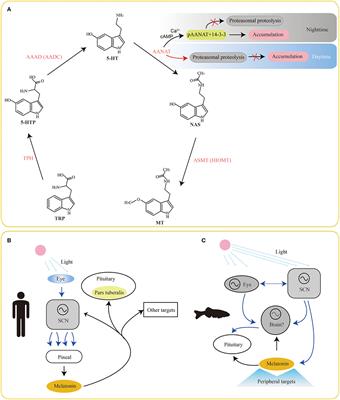 A Comparative Genomics Study on the Molecular Evolution of Serotonin/Melatonin Biosynthesizing Enzymes in Vertebrates